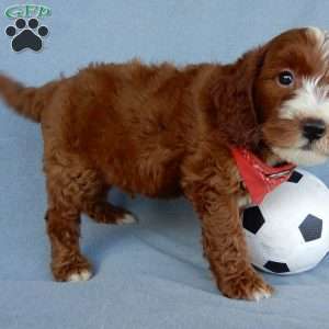 Bentley, Mini Goldendoodle Puppy